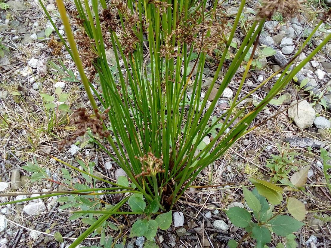 い草(仮の写真)